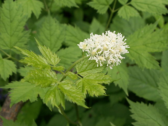 Actaea spicata